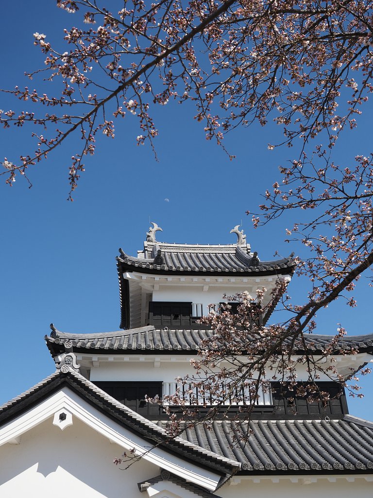 桜と天守閣