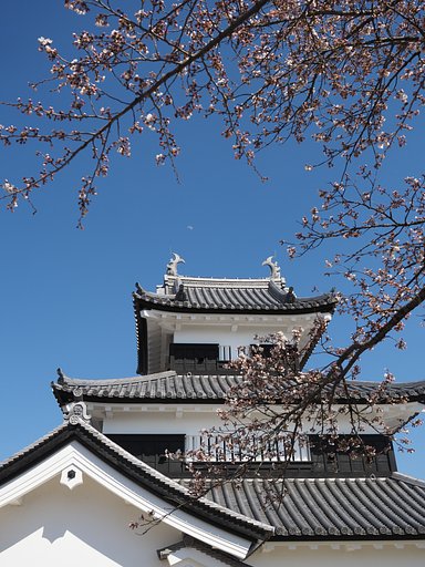 桜と天守閣