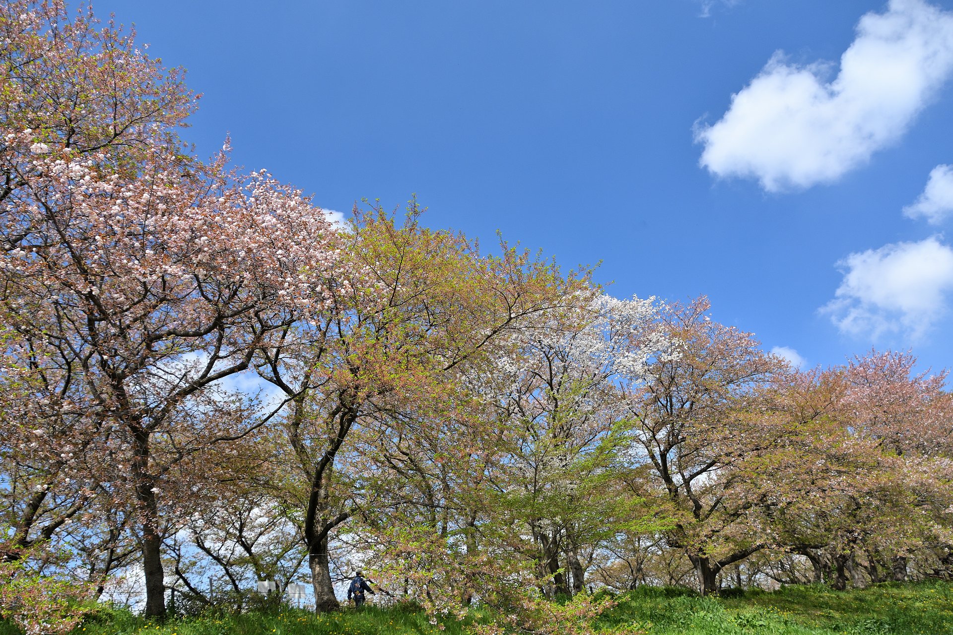 葉桜日和