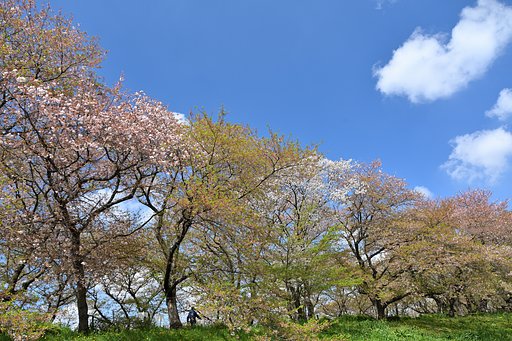 葉桜日和