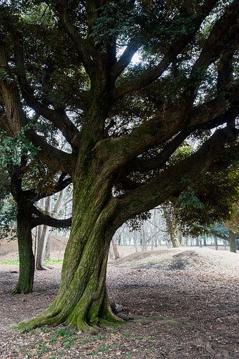 OLYMPUS M.12-40mm F2.8
