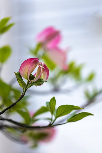 EF100mm f/2.8L Macro IS USM