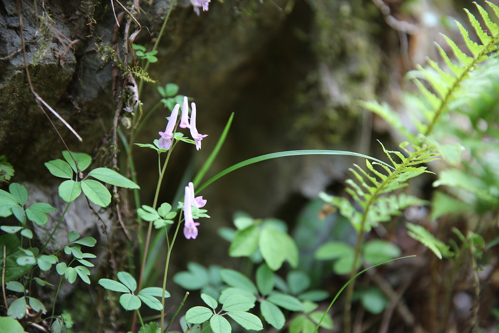 【花のある風景】林床の眺め