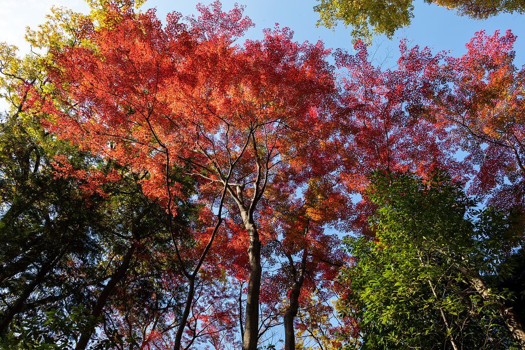 EF24-105mm f/4L IS USM