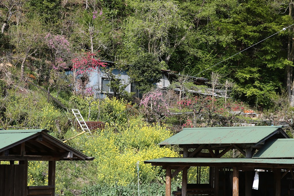 【花のある風景】山里の春