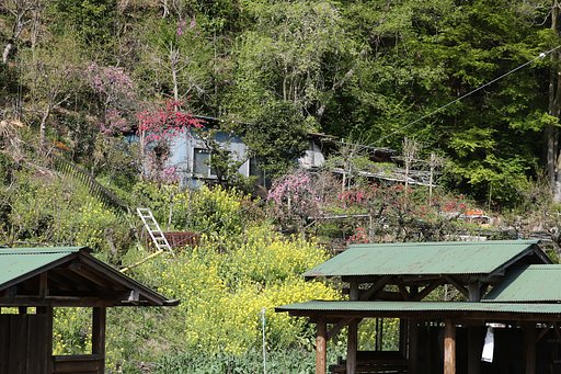【花のある風景】山里の春