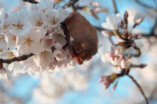 お花見蝙蝠