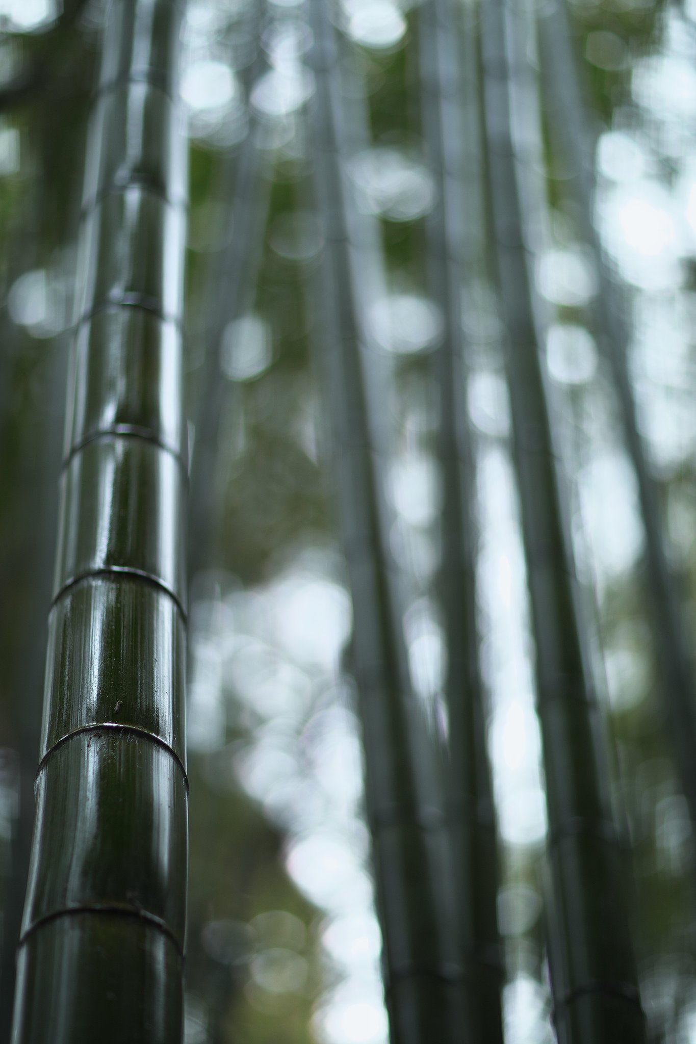 EF85mm F1.2LⅡ