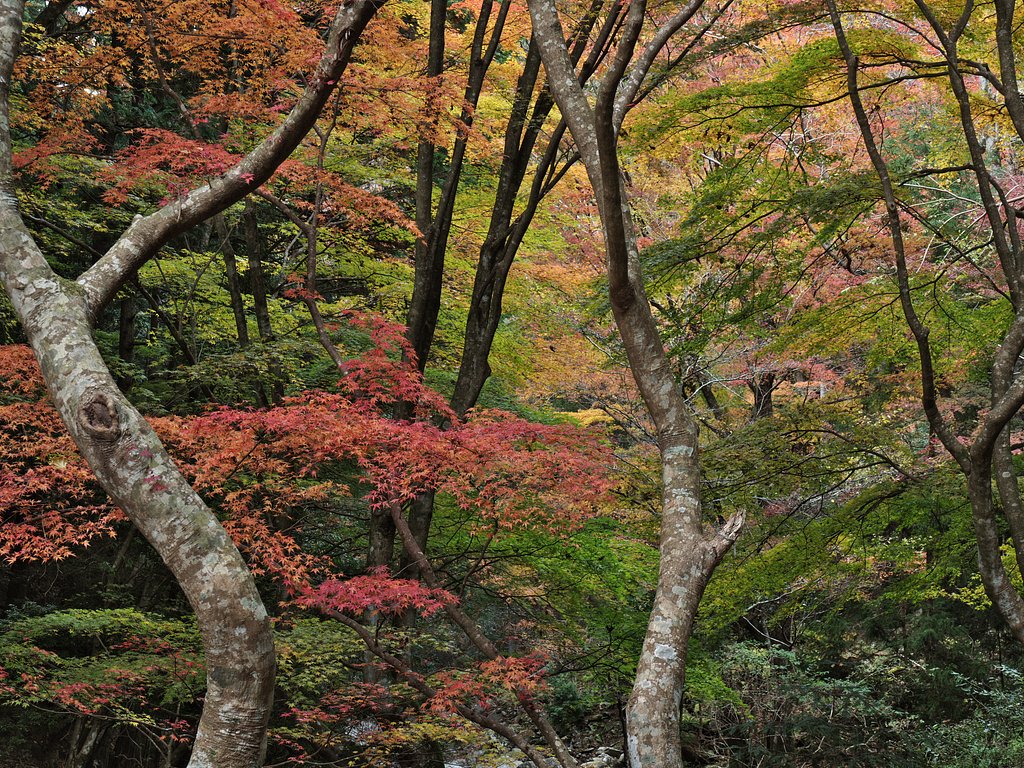 ED 12-100mm F4 IS pro
