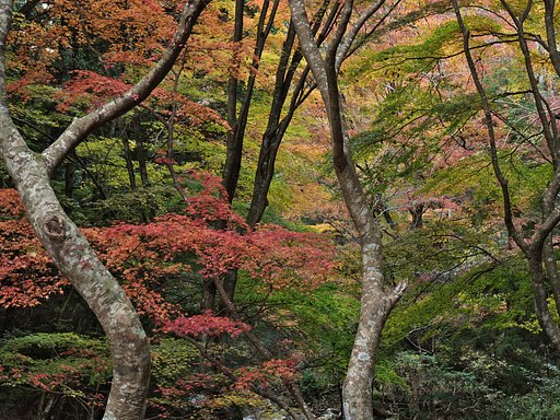 ED 12-100mm F4 IS pro