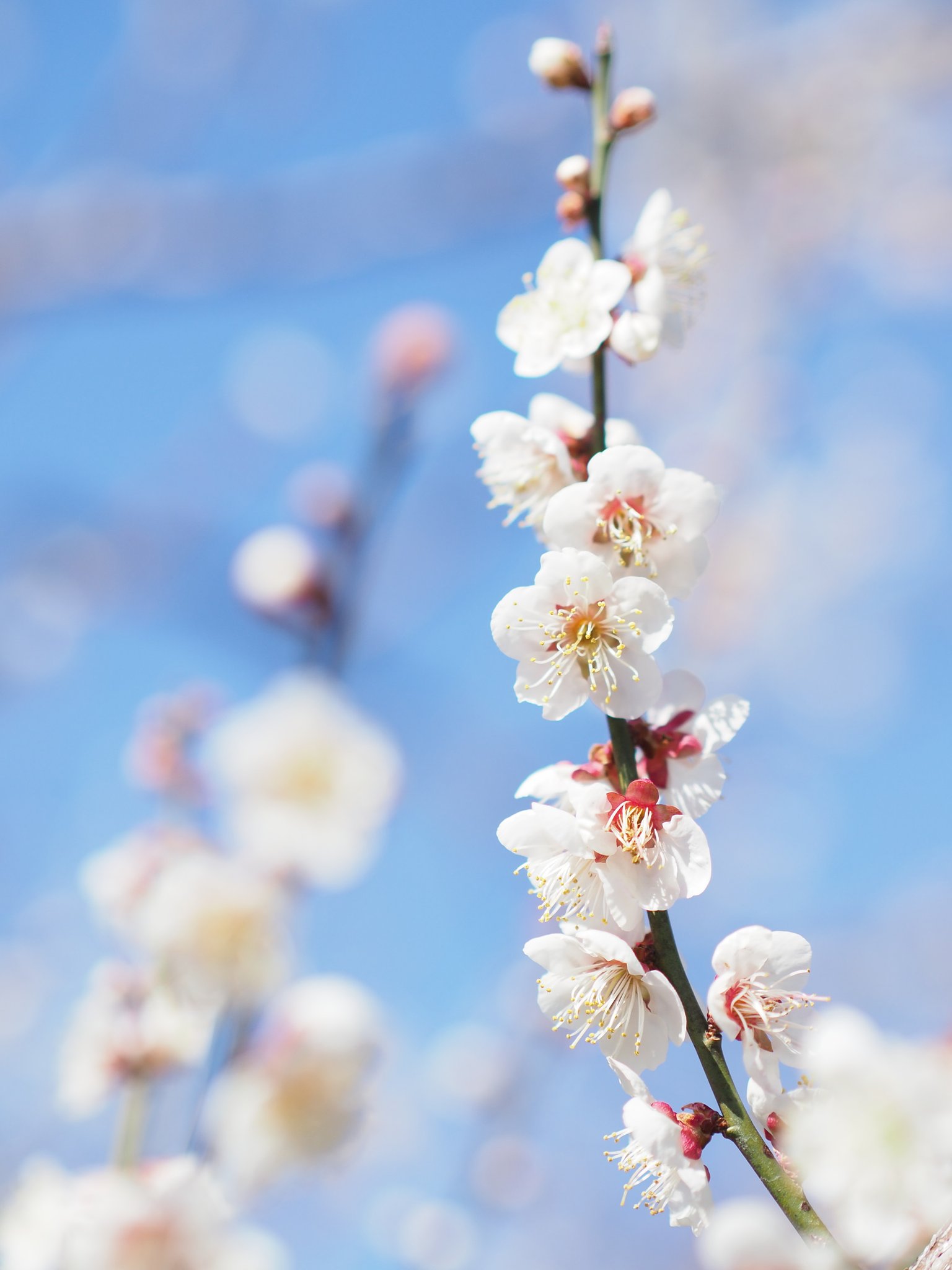 ◎Pana-LEICA DG NOCTICRON 42.5mm/F1.2 ASPH.