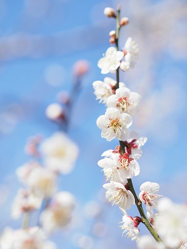 ◎Pana-LEICA DG NOCTICRON 42.5mm/F1.2 ASPH.