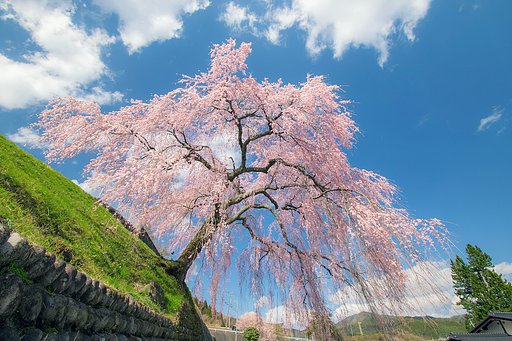 【花のある風景】岩太郎