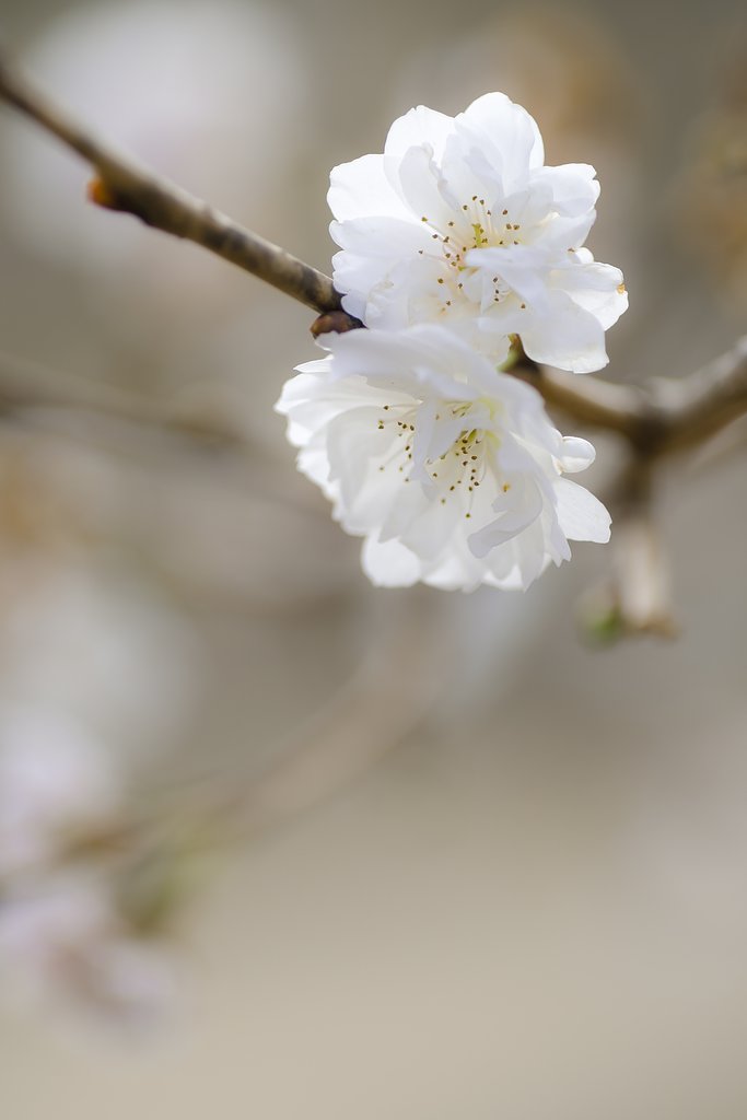 タムロン90㎜F2.8マクロ　172E