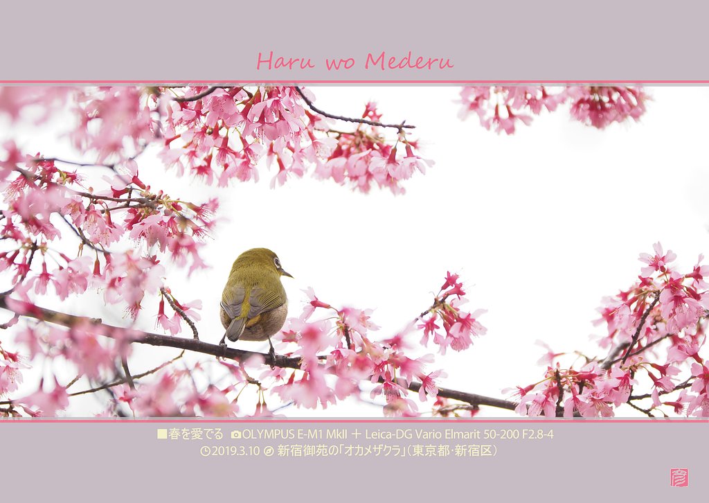 春を愛でる