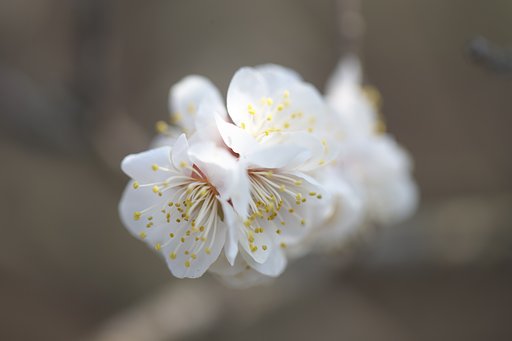 春が来た