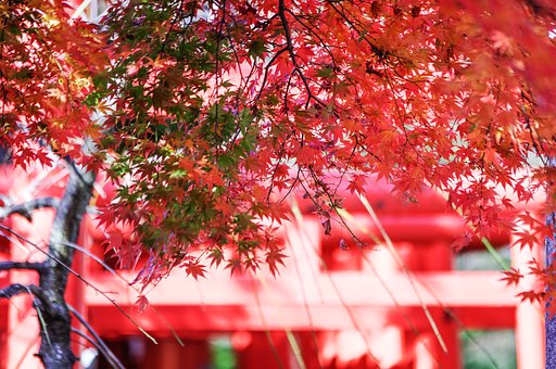 紅白＋α