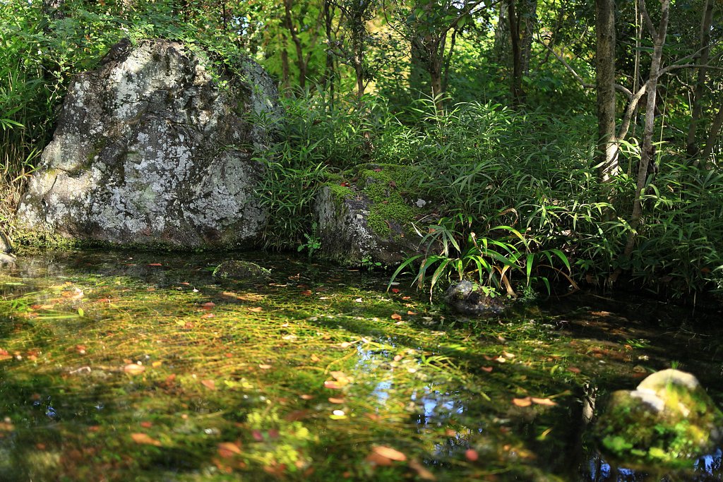 秋の水面