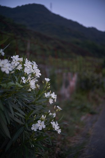 夕暮れ散歩