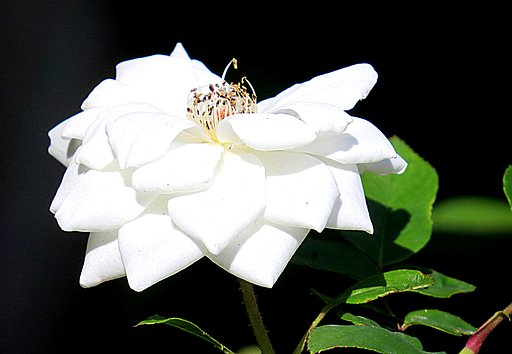 薔薇