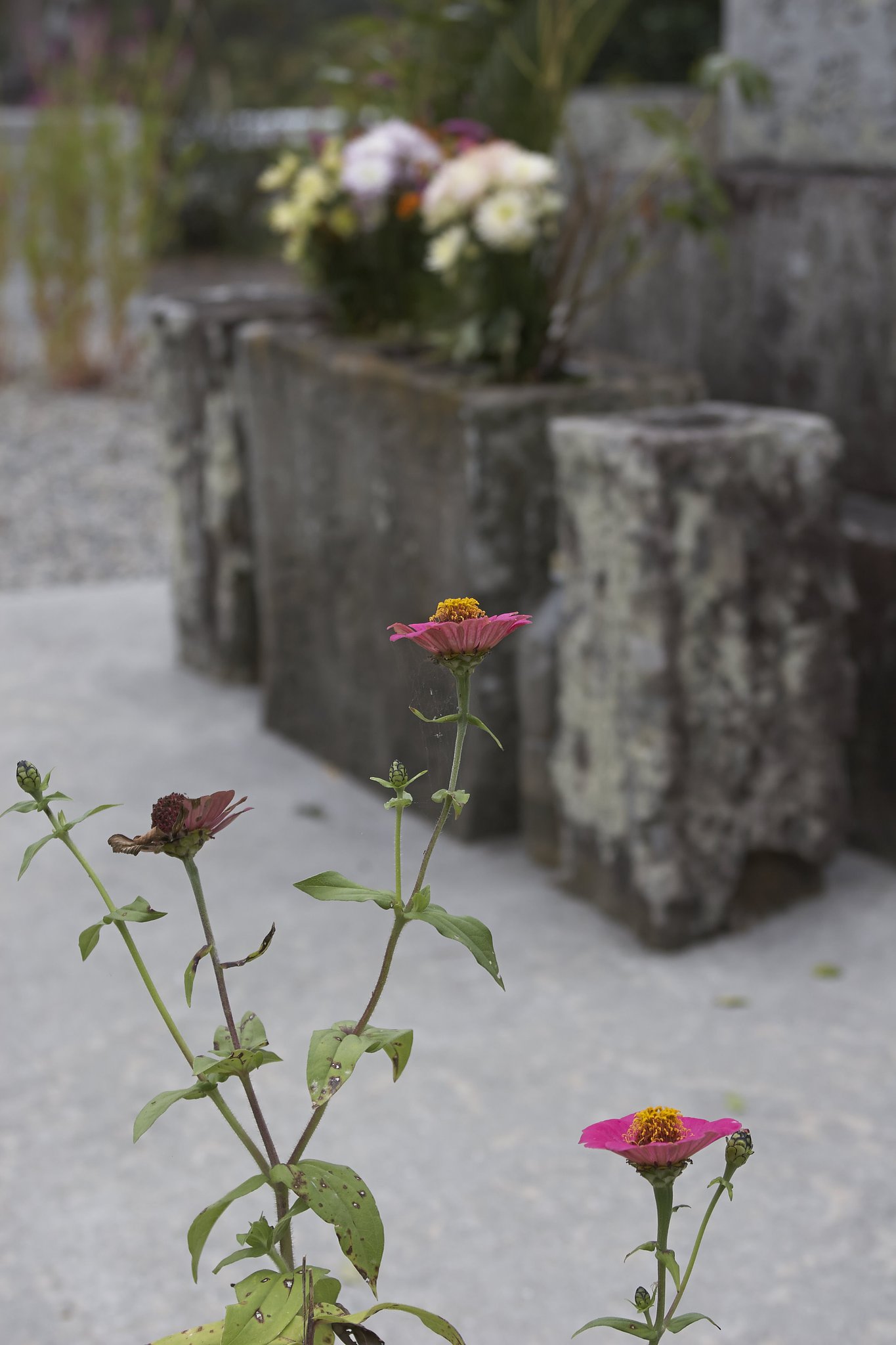 花を添える