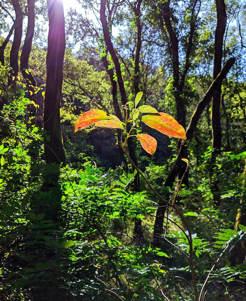 紅葉
