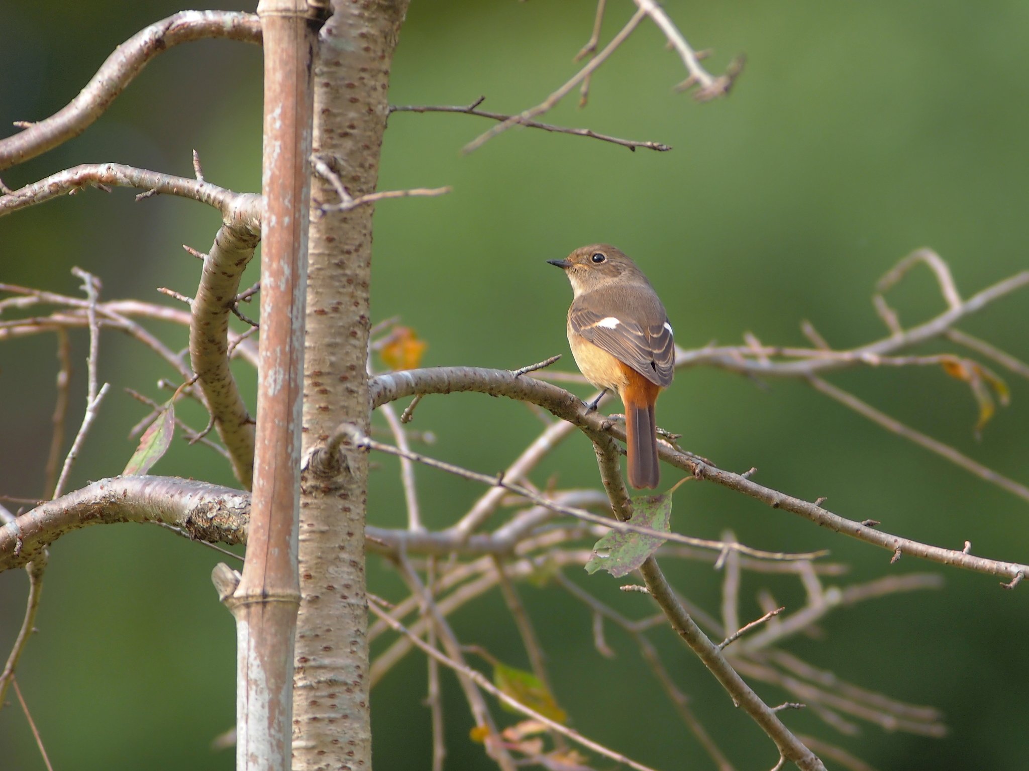 晩秋、冬鳥来たる