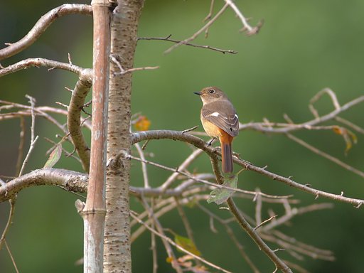 晩秋、冬鳥来たる