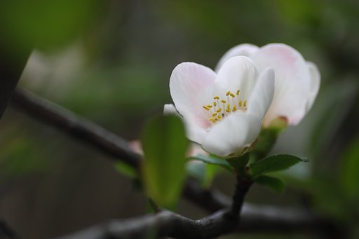 木瓜