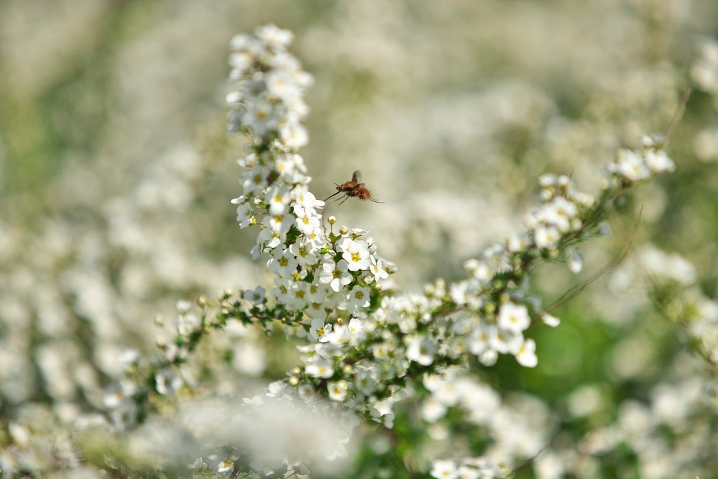 EF70-200mm F2.8L IS Ⅱ