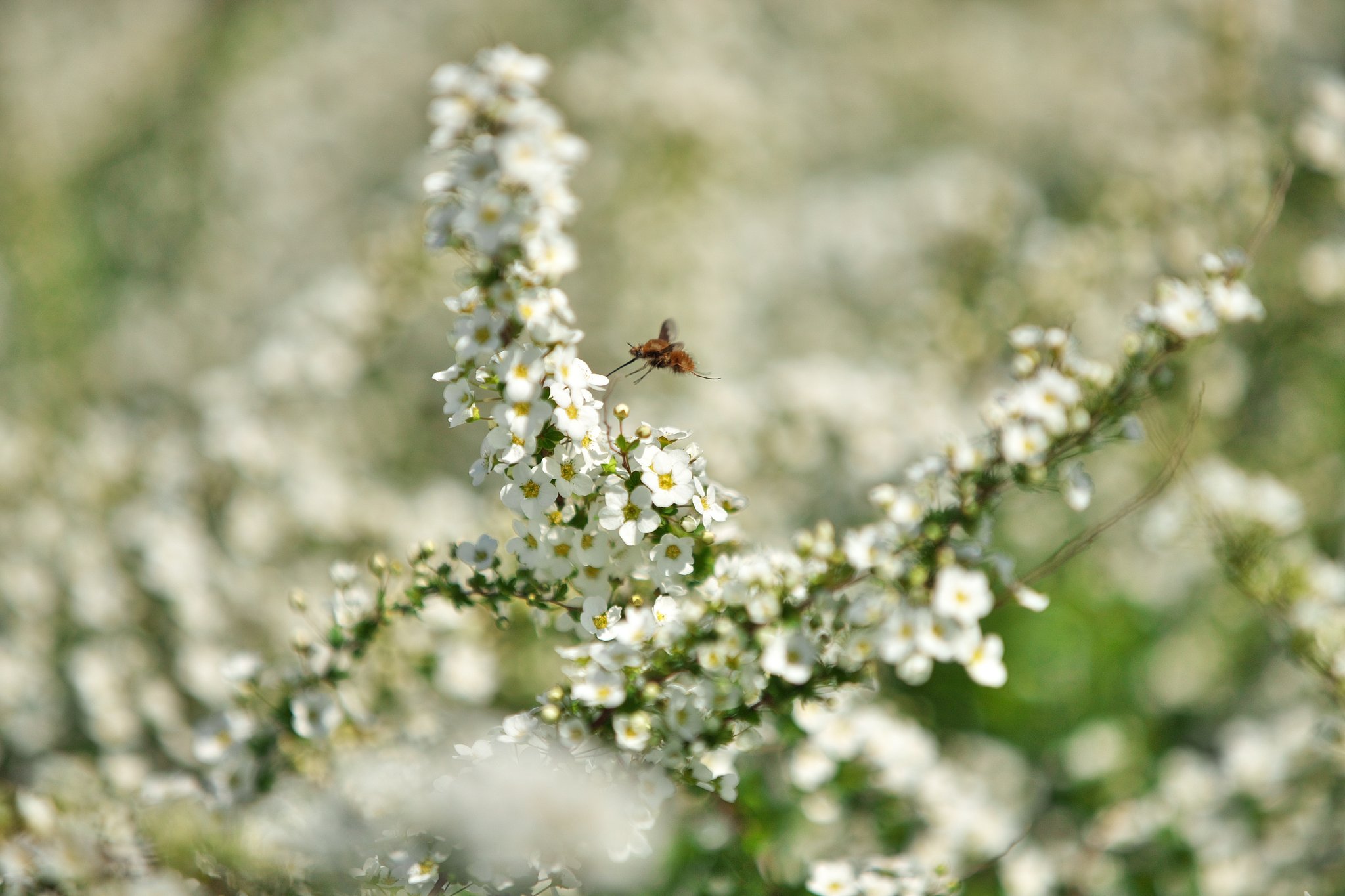 EF70-200mm F2.8L IS Ⅱ
