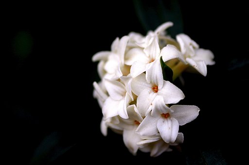 白い沈丁花