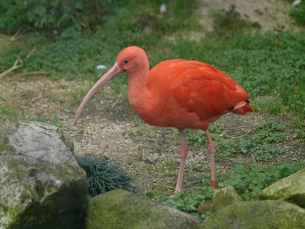 ショウジョウトキ