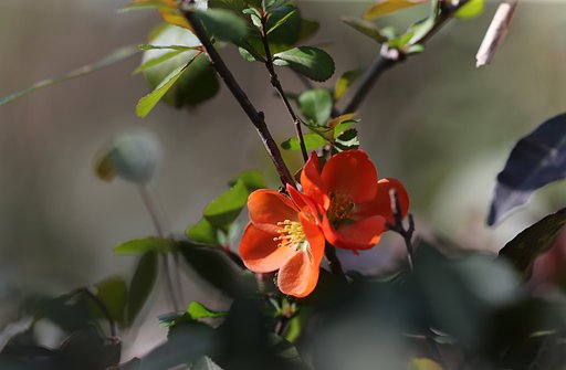 春の歓び