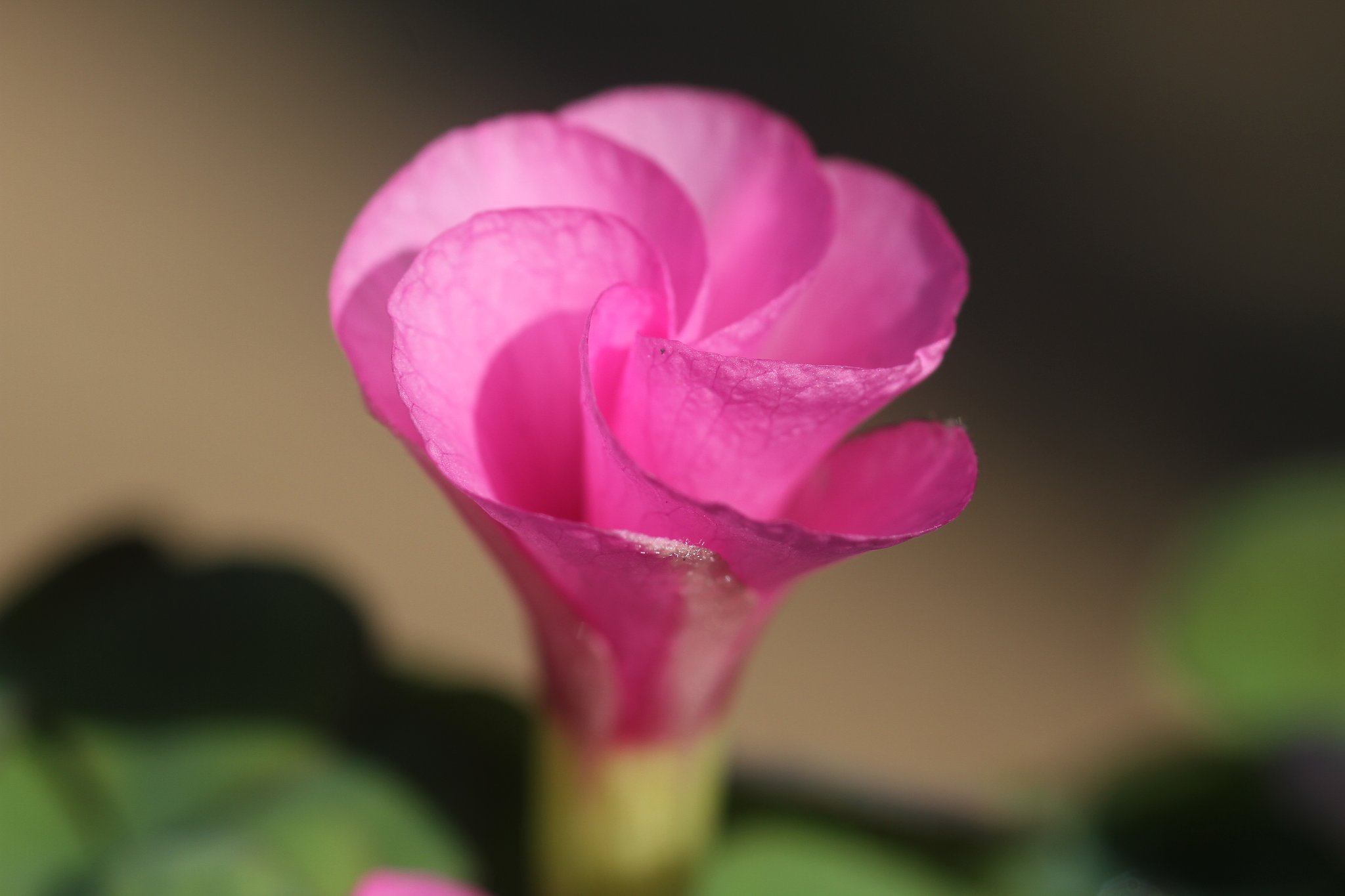 オキザリスの開花前