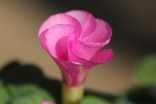 オキザリスの開花前