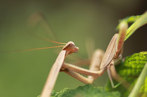 Tamron 90mm f2.8 macro 172E