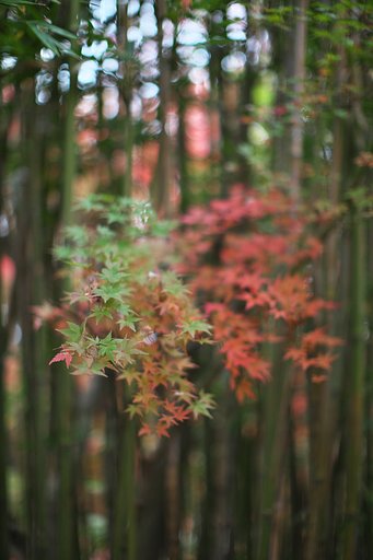 EF50mm F1.2 L