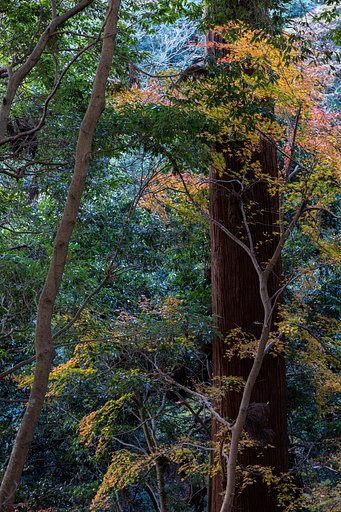 EF24-70mm f/4L IS USM