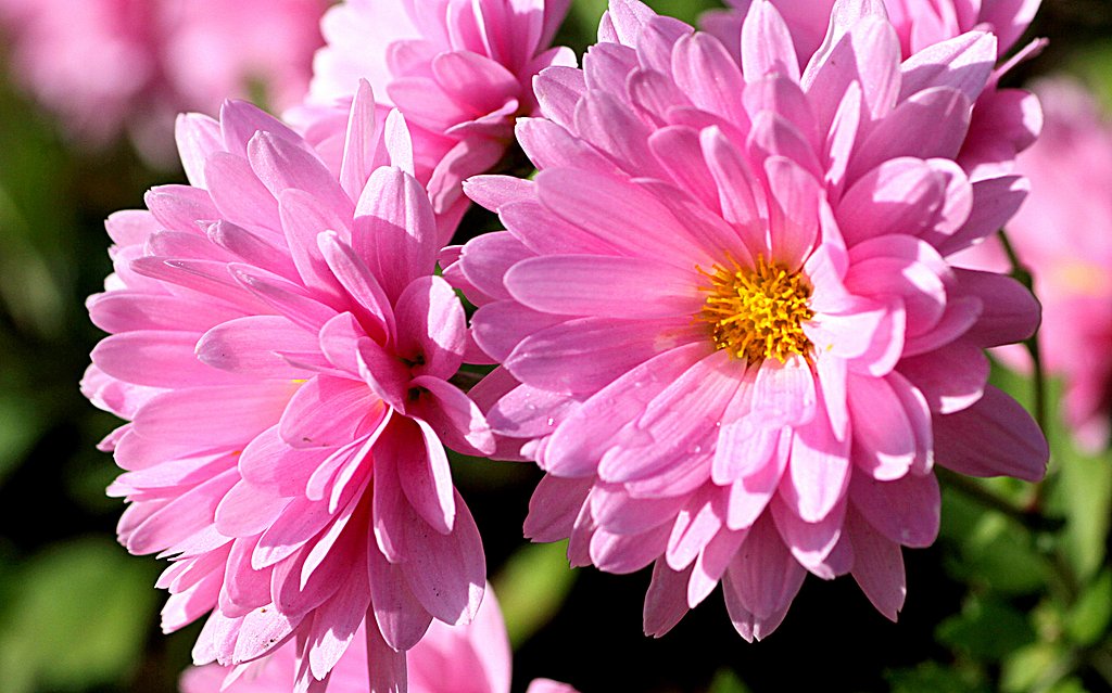 キク科の花