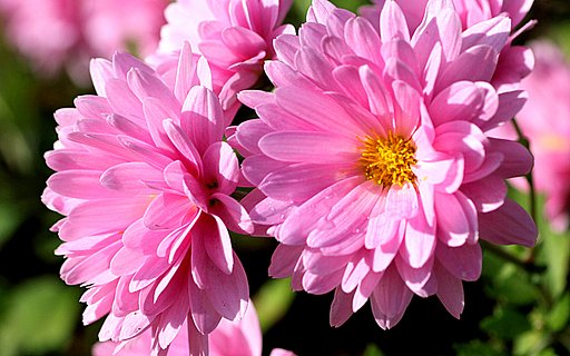 キク科の花