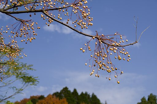 SIGMA 17-50mm F2.8 EX DC HSM 