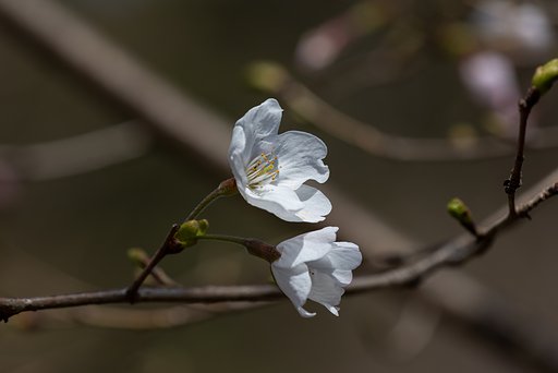 EF180mm f/3.5L Macro USM