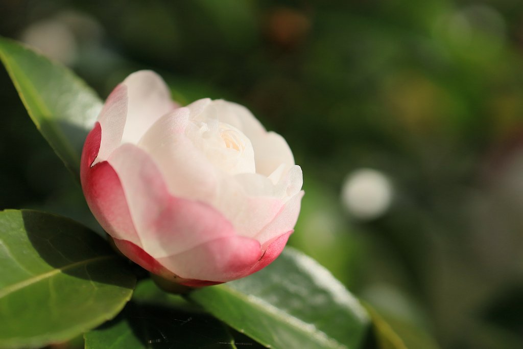 山茶花