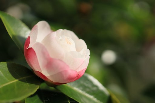山茶花