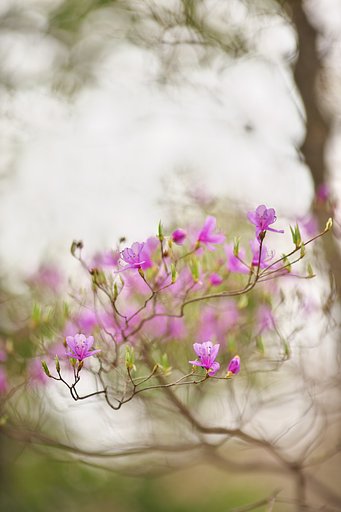 EF135mm F2L