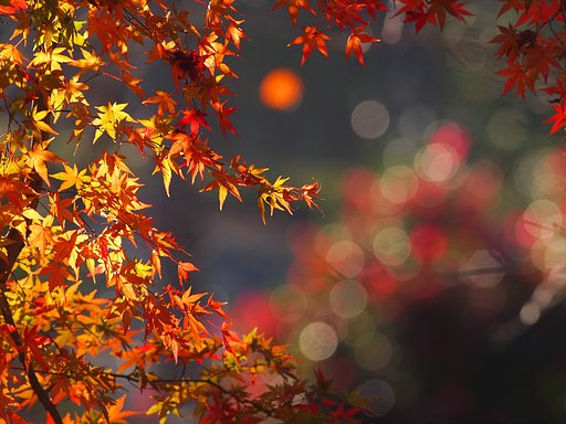 紅葉煌めく