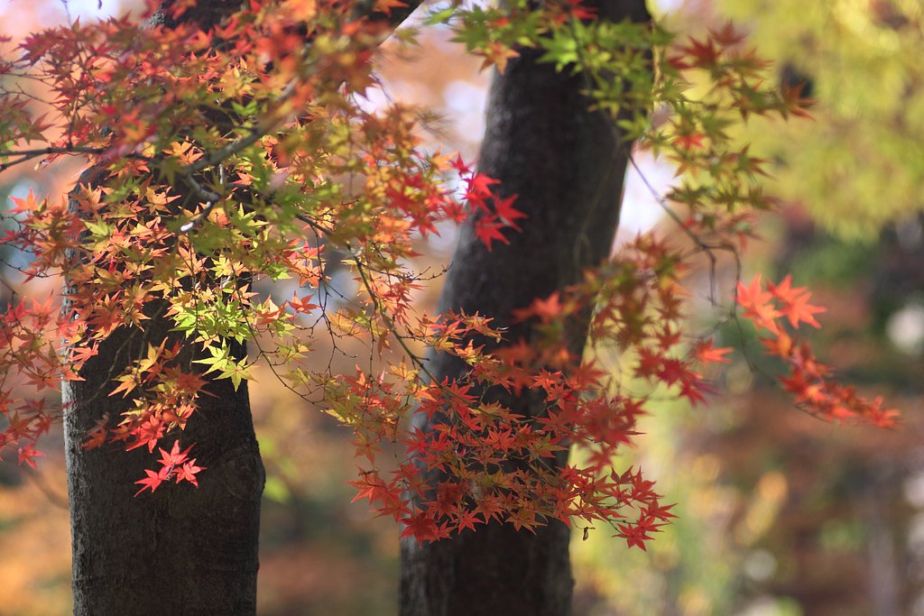 紅葉