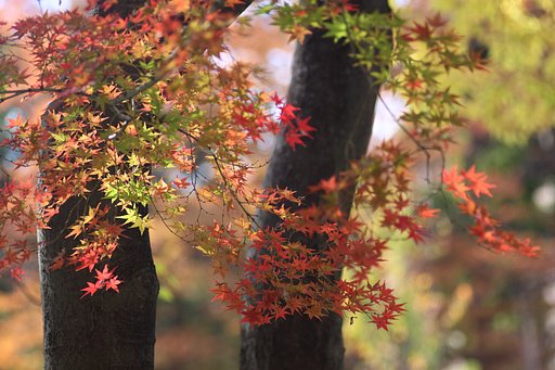 紅葉