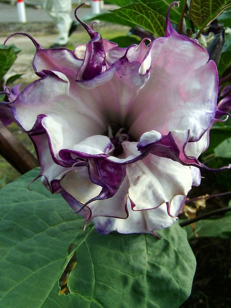 ナス科の植物です